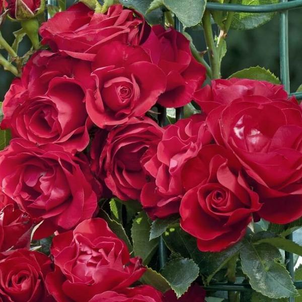 Grimpant ROSE DE PEROUGE ® Laperou